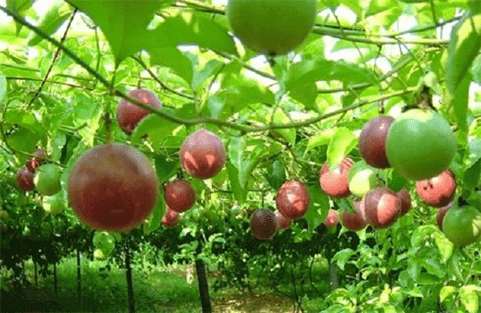 assion-fruit-farm